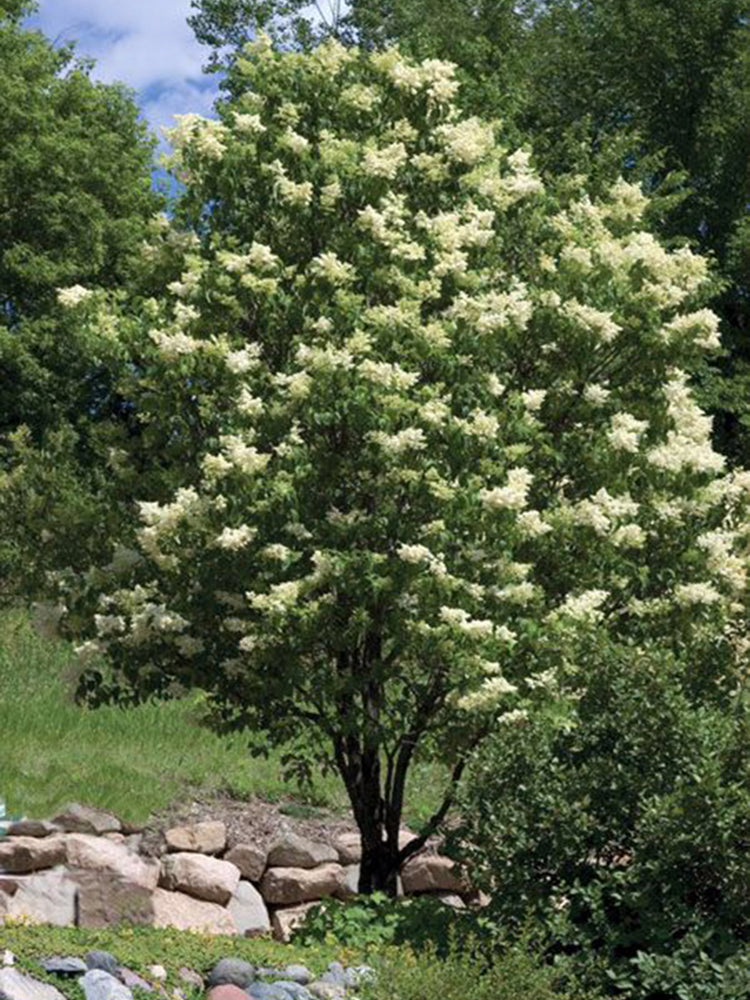 Ivory Silk Lilac, Multi-Stem