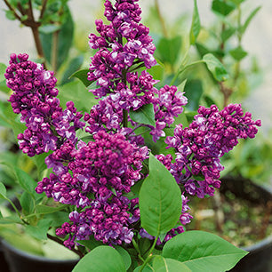 Charles Joly Lilac
