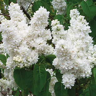 Madame Lemoine Lilac