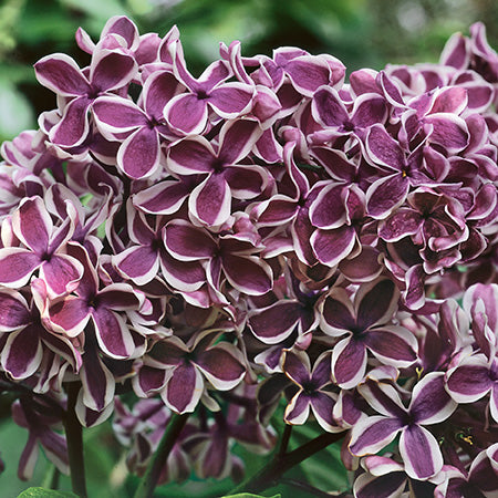 Sensation Lilac