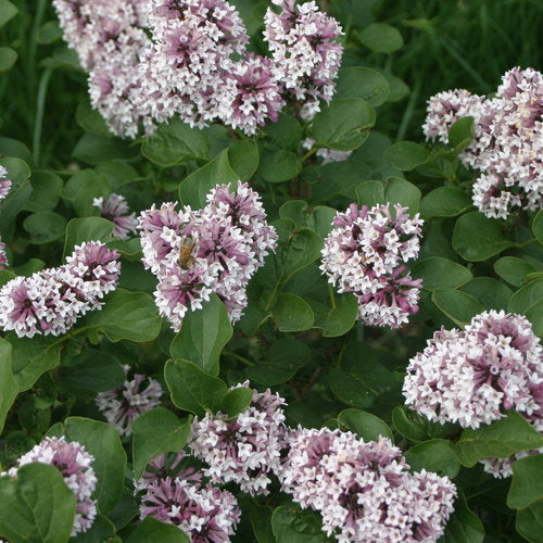 Baby Kim® Lilac Standard