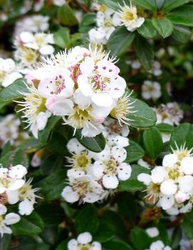 Emerald Beauty™ Cotoneaster
