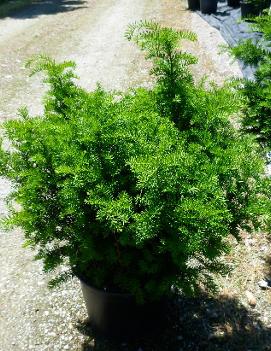 Dark Druid® Yew