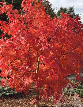 First Flame® Maple