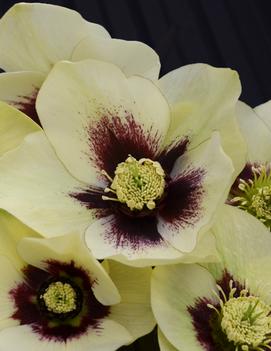 Lenten Rose