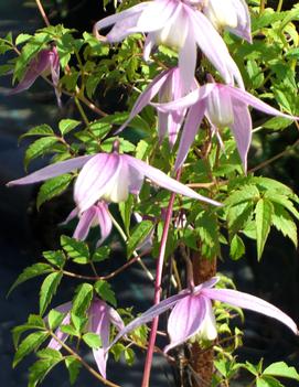 Pink Flamingo Alpine Clematis