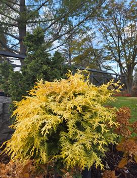 Night Light® Hinoki Cypress