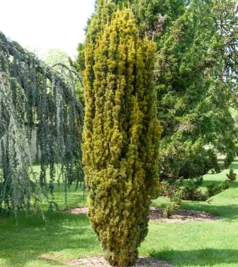 Columnar Golden Yew