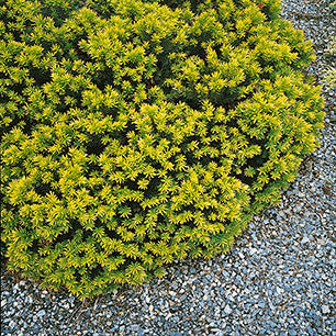 Golden Japanese Yew