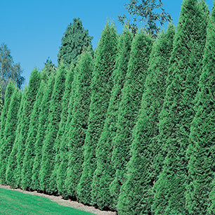 Emerald Cedar
