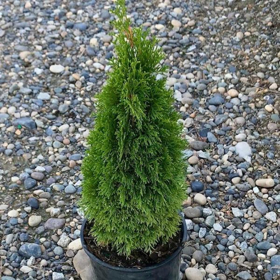 Emerald  Petite Cedar