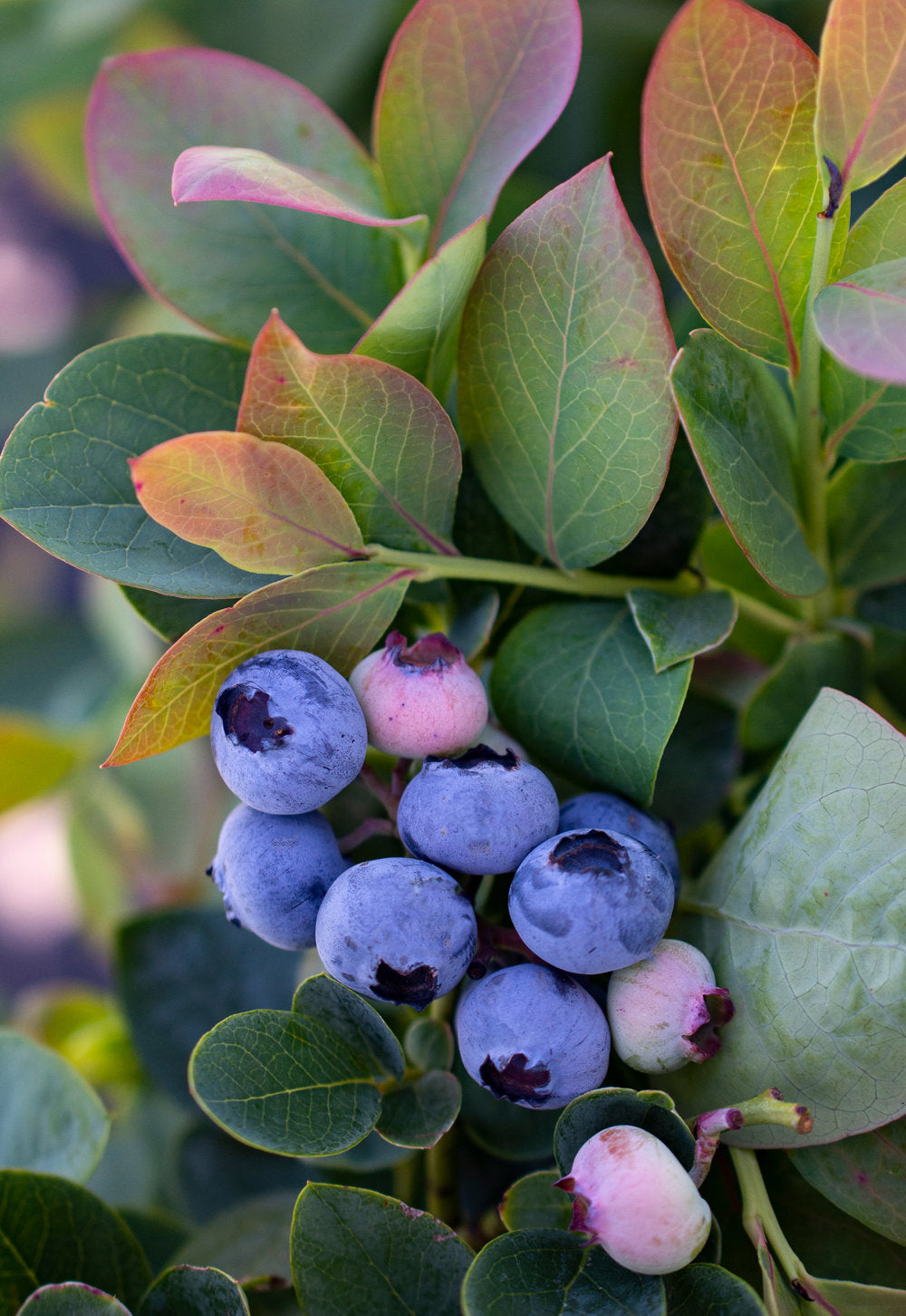 Silver Dollar® Blueberry