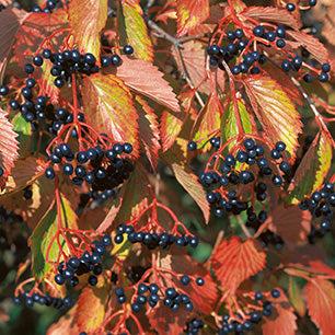 Arrowwood Viburnum