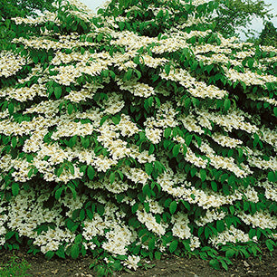 Maries Doublefile Viburnum