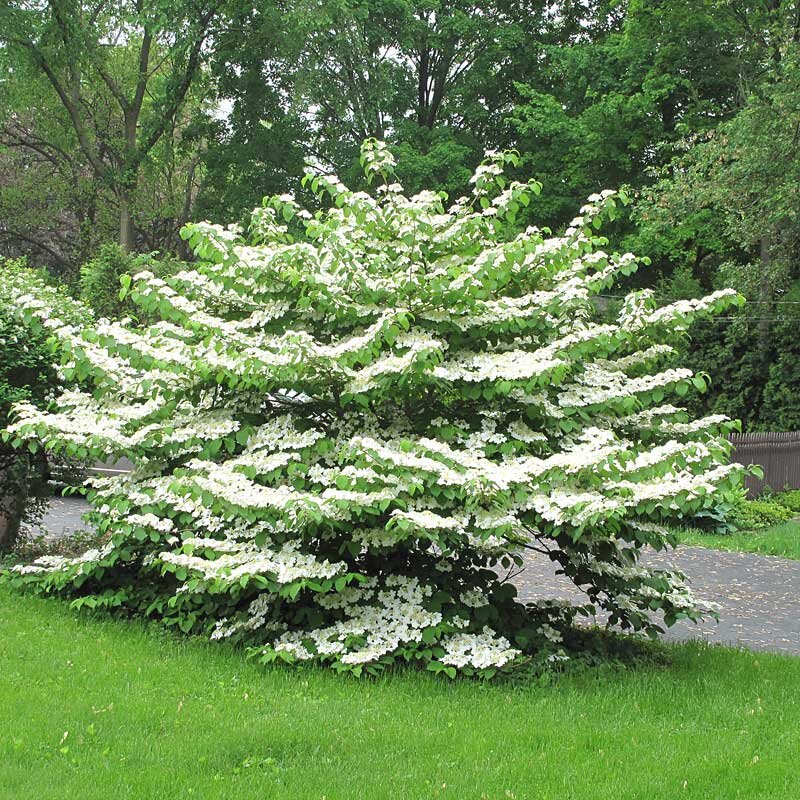 Summer Snowflake Viburnum