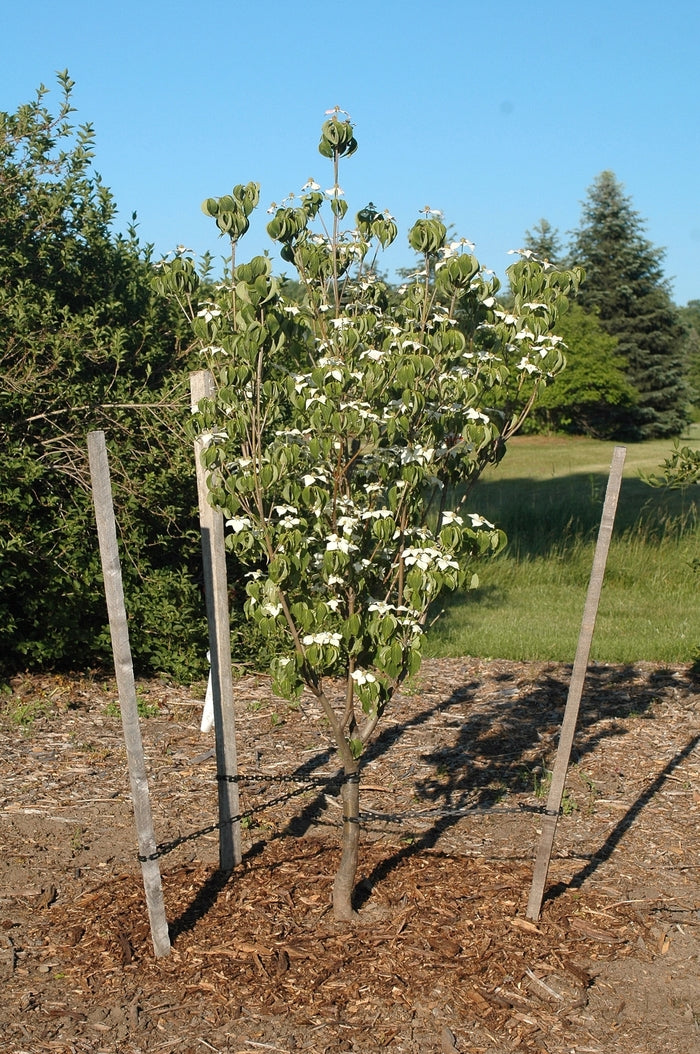 Galilean™ Dogwood