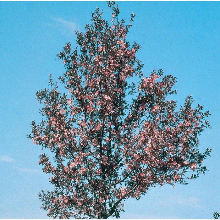 Velvet Pillar™ Crabapple