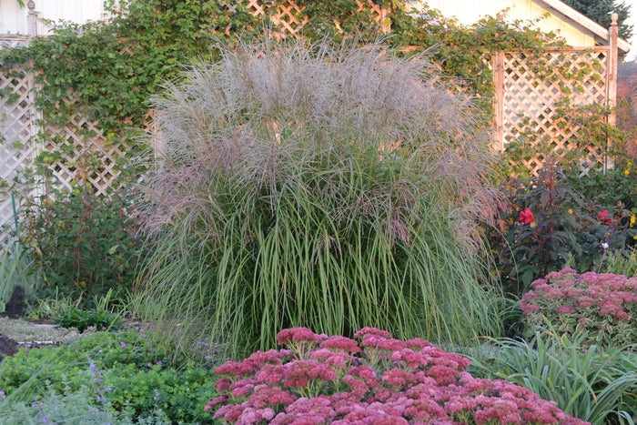 Autumn Anthem Maiden Grass