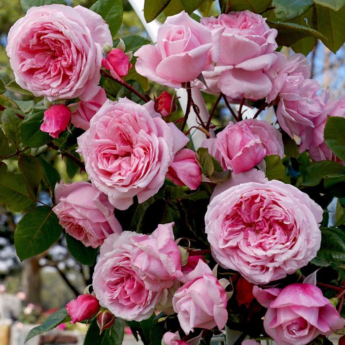 Kiss Me Kate™ Climbing Rose