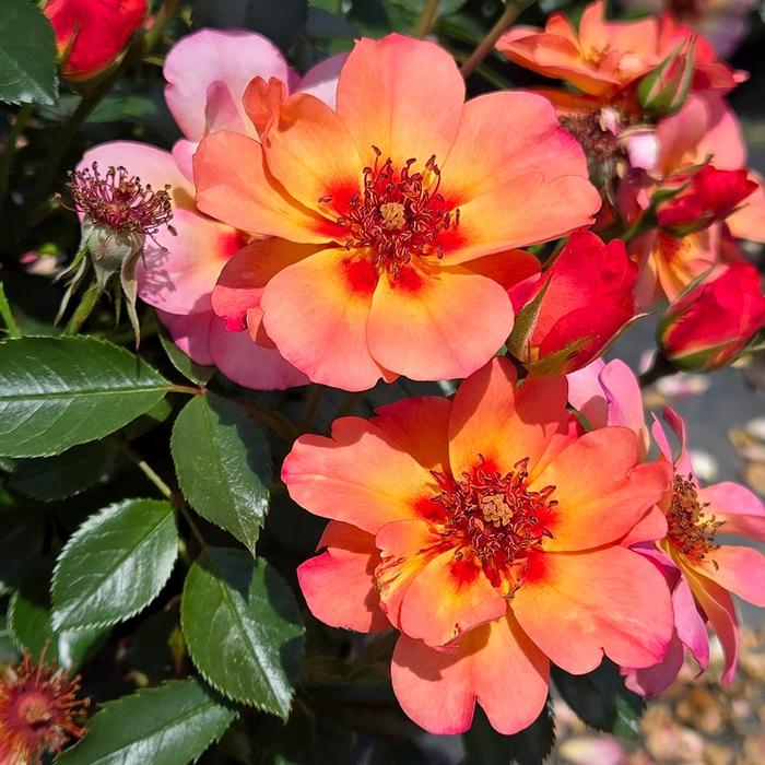 Peach Carpet Rose