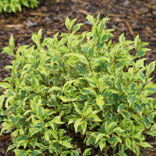 Bubbly Wine™ Weigela