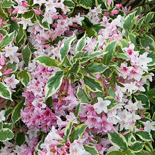 Dwarf Variegated Weigela