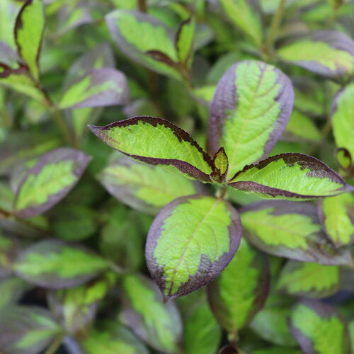 Vinho Verde™ Weigela