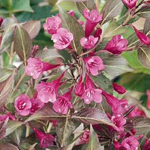 Tango  Weigela