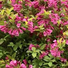 Prism™ Magic Carpet Weigela