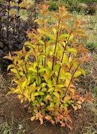 Prism™ Firebird Weigela