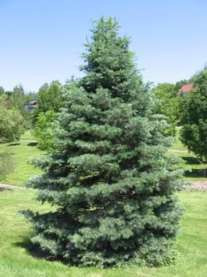 Columnar White Fir