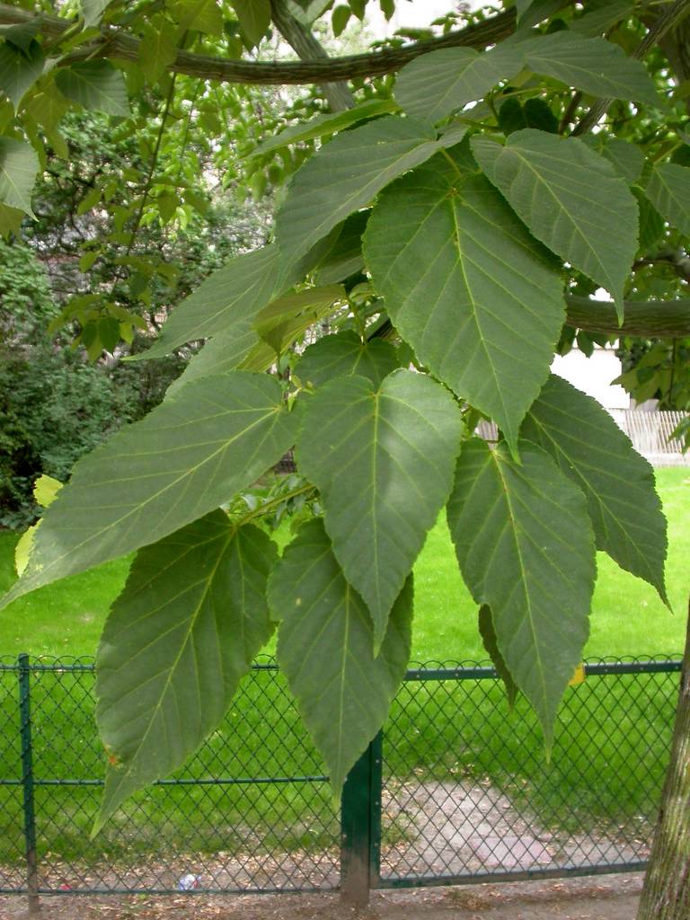 David Snakebark Maple