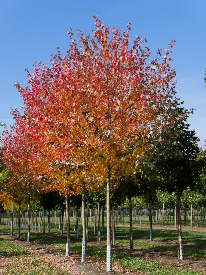 Sienna Glen® Maple