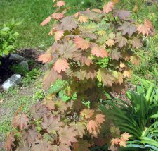 Ruby Red Fernleaf Japanese Maple