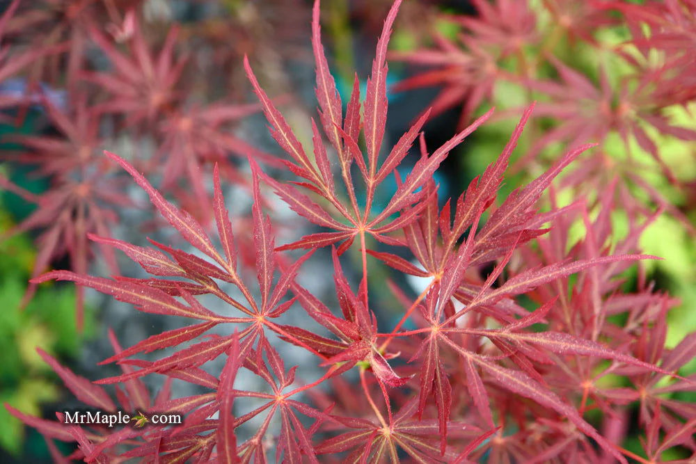Lionheart Japanese Maple
