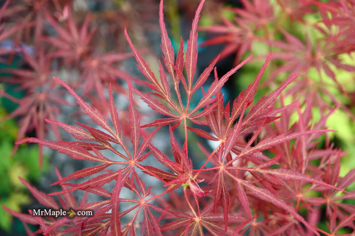 Lionheart Japanese Maple
