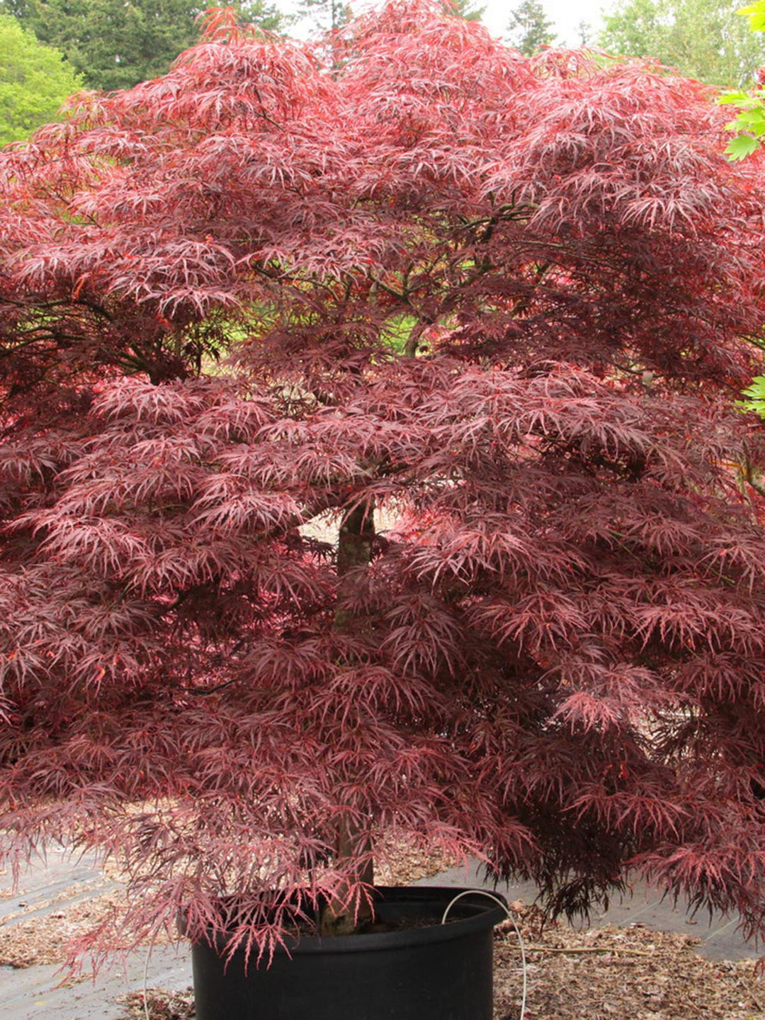 Lionheart Japanese Maple