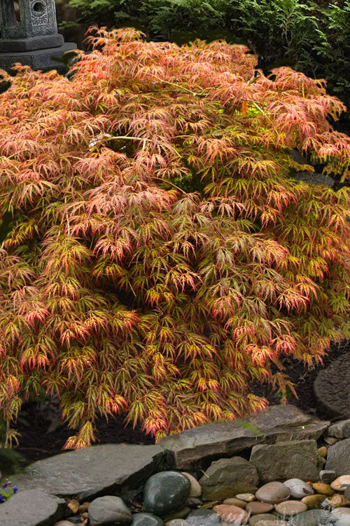 Jeddeloh Orange Japanese Maple