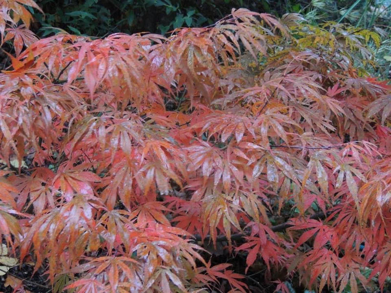 Oregon Sunset Japanese Maple