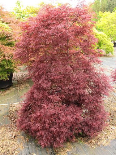 Red Filigree Lace Japanese Maple