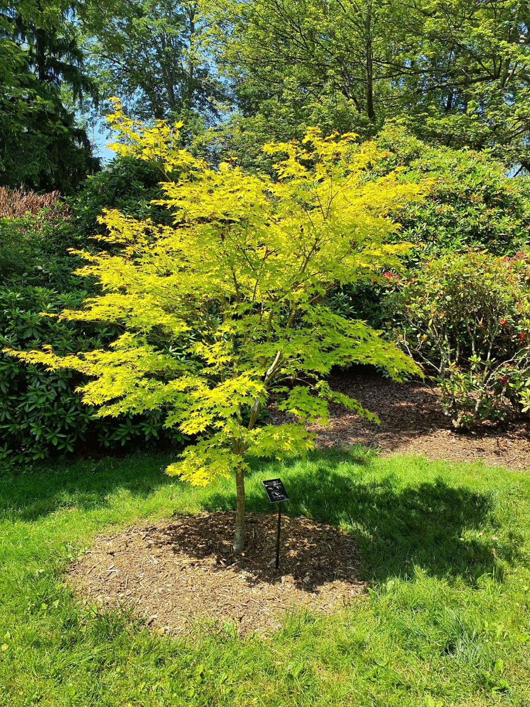 Summer Gold Japanese Maple