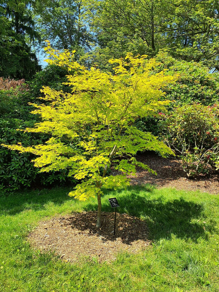 Summer Gold Japanese Maple