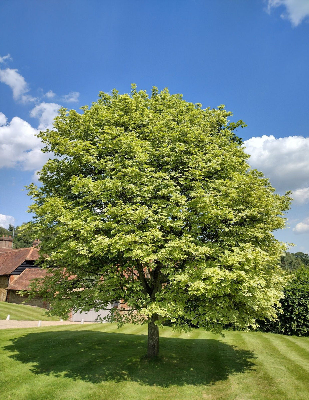 Norway Maple