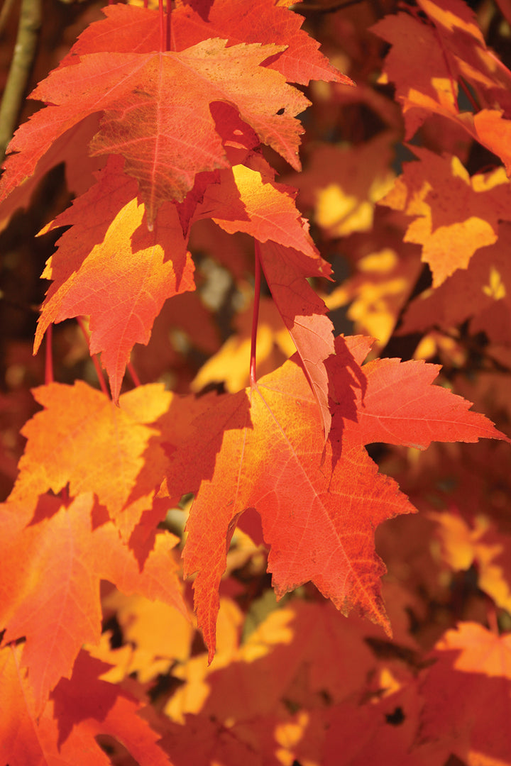 Armstrong Maple