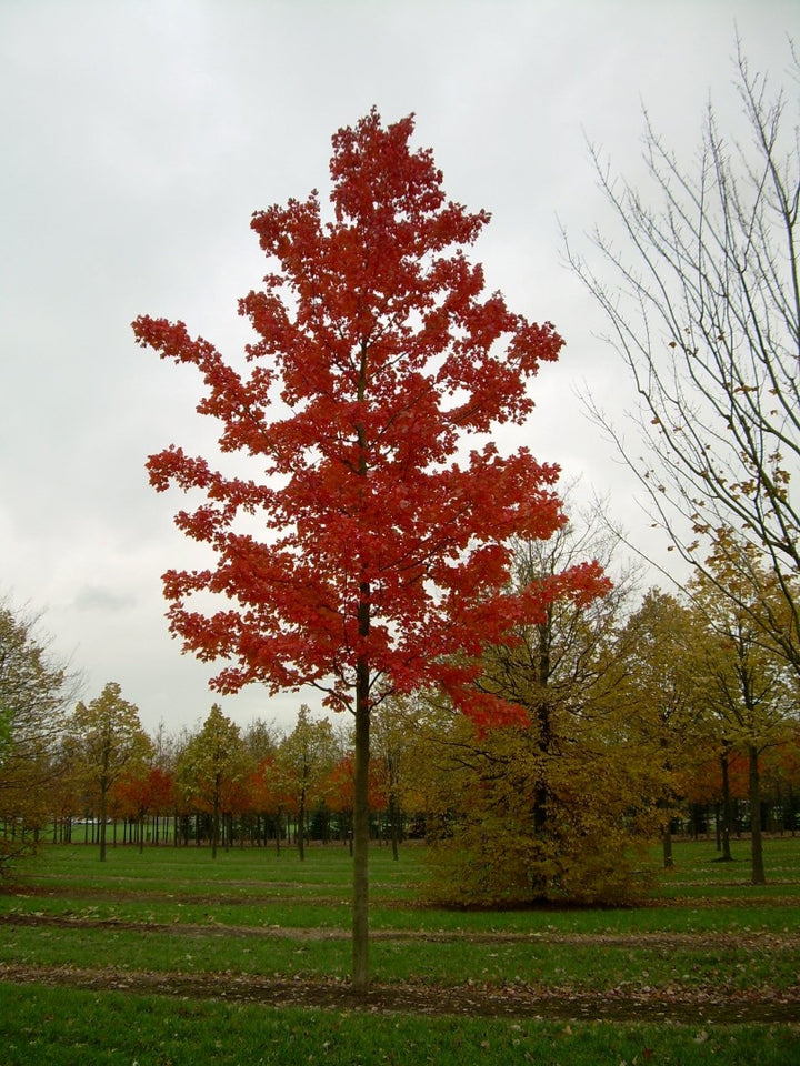October Glory® Maple