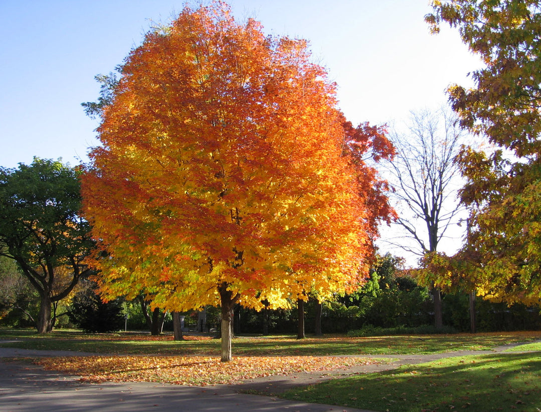 Autumn Splendor Sugar Maple