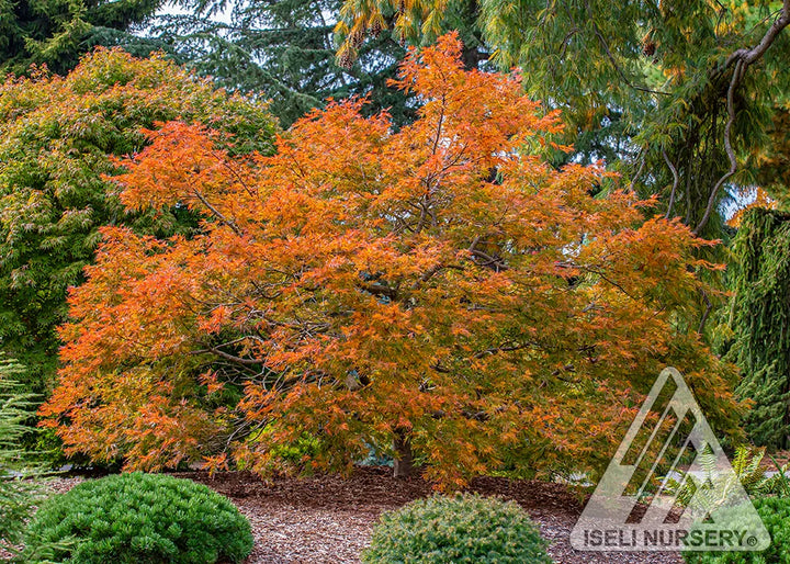 Cascadia Maple