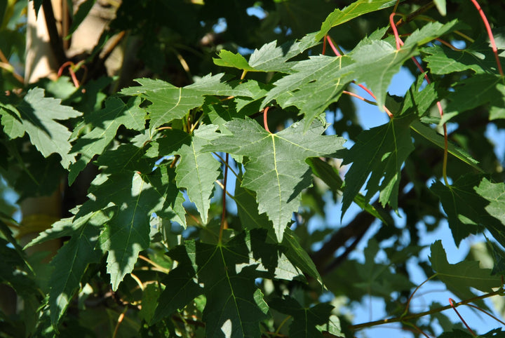 Sienna Glen® Maple