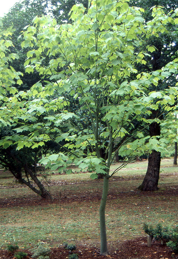 Striped Maple, Snake Bark Maple