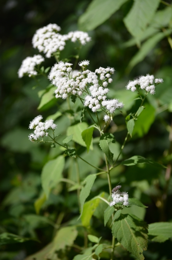 White Snakeroot